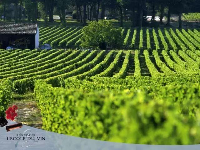 波尔多的aoc与超级波尔多的区别 (所有的波尔多酒都可以标aoc吗)