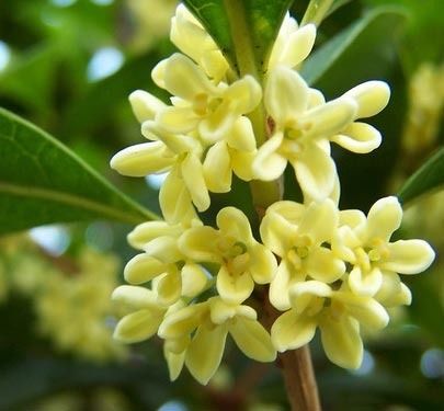 旺财旺宅小盆栽,最旺家的28种植物