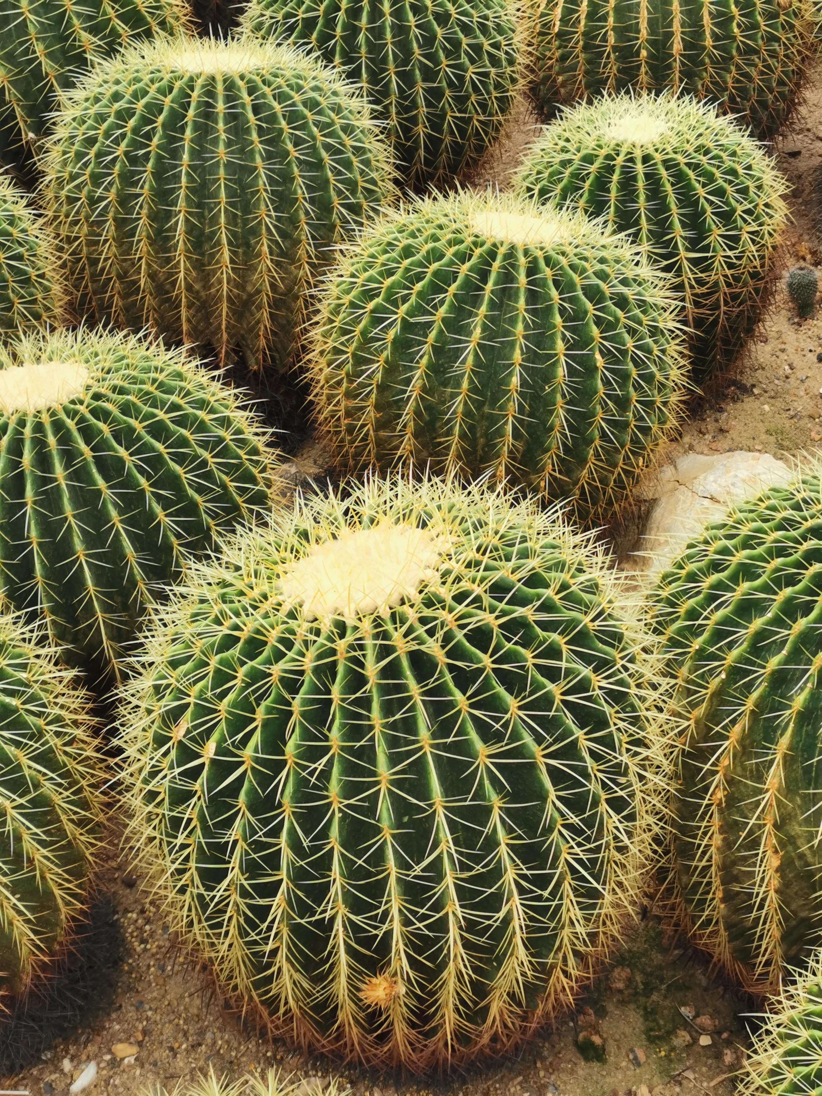 手拍世界手机摄影平台,手机摄影作品集大全集