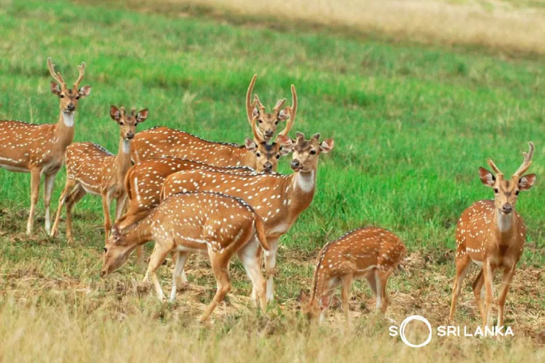 斯里兰卡的著名景区,斯里兰卡哪个公园最好