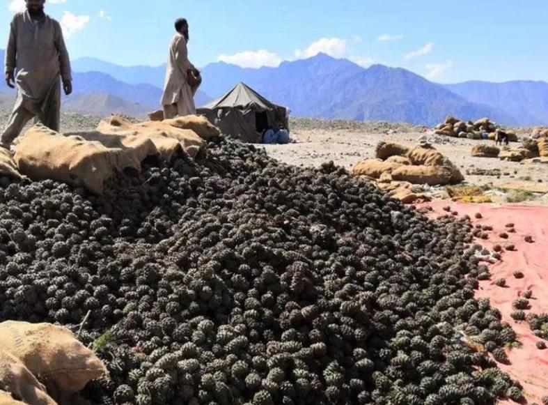 巴基斯坦土特产在中国卖,巴基斯坦有哪些优质商品