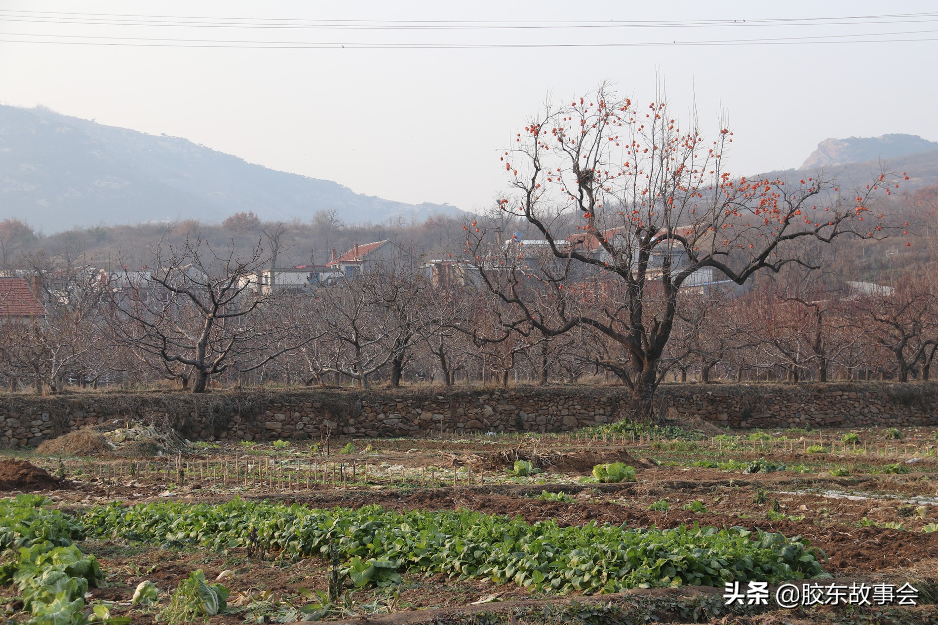 胶东四合院古建筑视频,胶东民居老宅图片