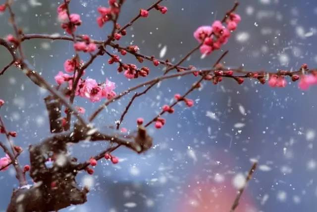 梅须逊雪三分白雪却输梅一段香,雪却输梅一段香是什么修辞手法