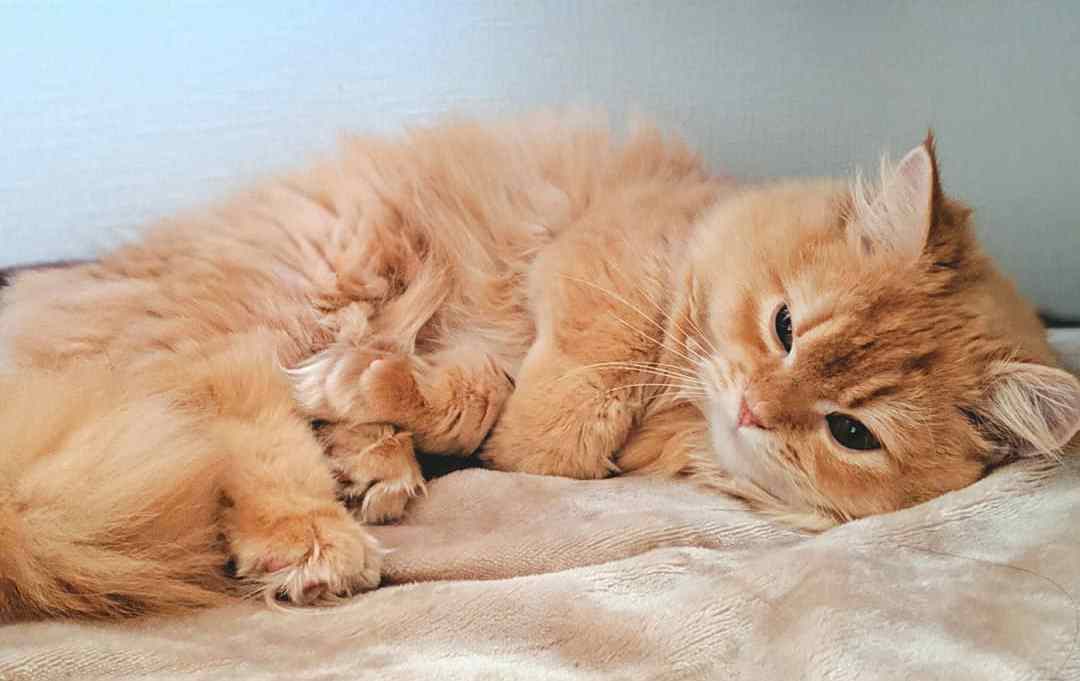 母猫生完崽后脾气暴躁该怎么解决,母猫生完崽后有点焦躁该怎么解决