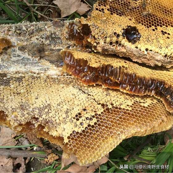 野生蜂蜜如何辨别真假,11月份怎么找回野生蜂蜜