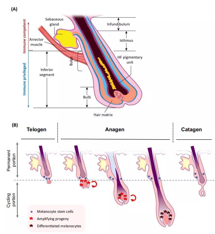 毛囊组织为何难得皮肤癌？“免疫赦免”阻止细胞癌变