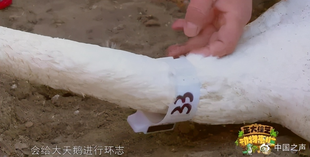 为什么要给天鹅带颈环,迁徙的天鹅戴颈环