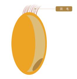 法国粉和日本粉的区别,日式强力粉与日式法式粉区别