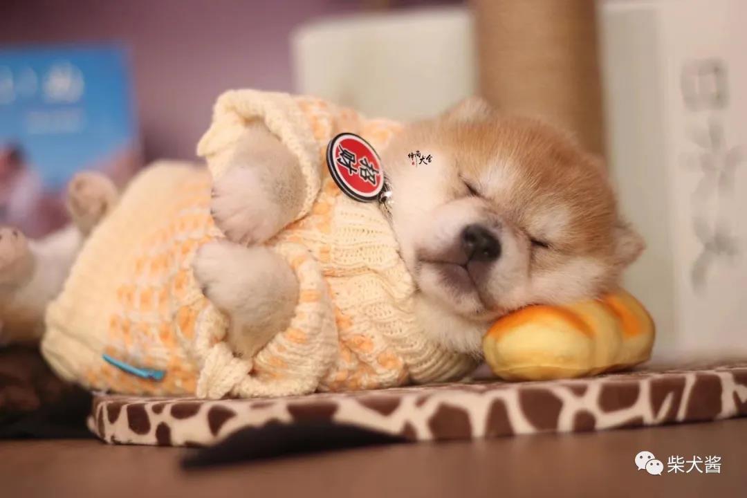 800一只的柴犬可以买吗,1000多的柴犬能买吗