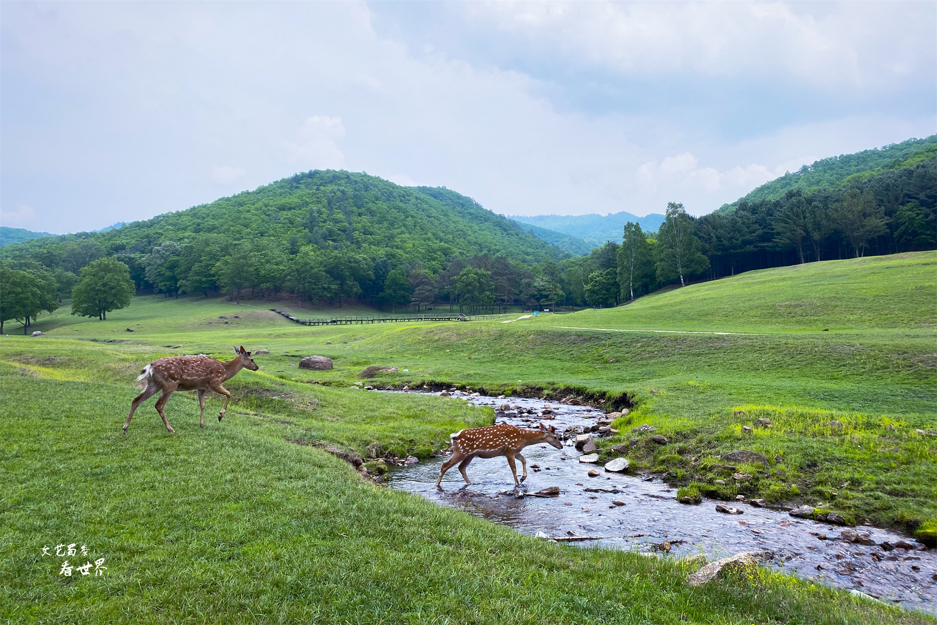 伊春避暑最佳时间地点,伊春避暑旅游真实感受