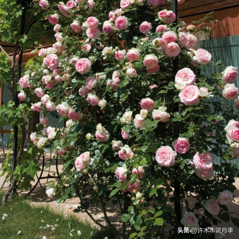 如何制作月季的肥料,月季自制液体肥怎么用最好