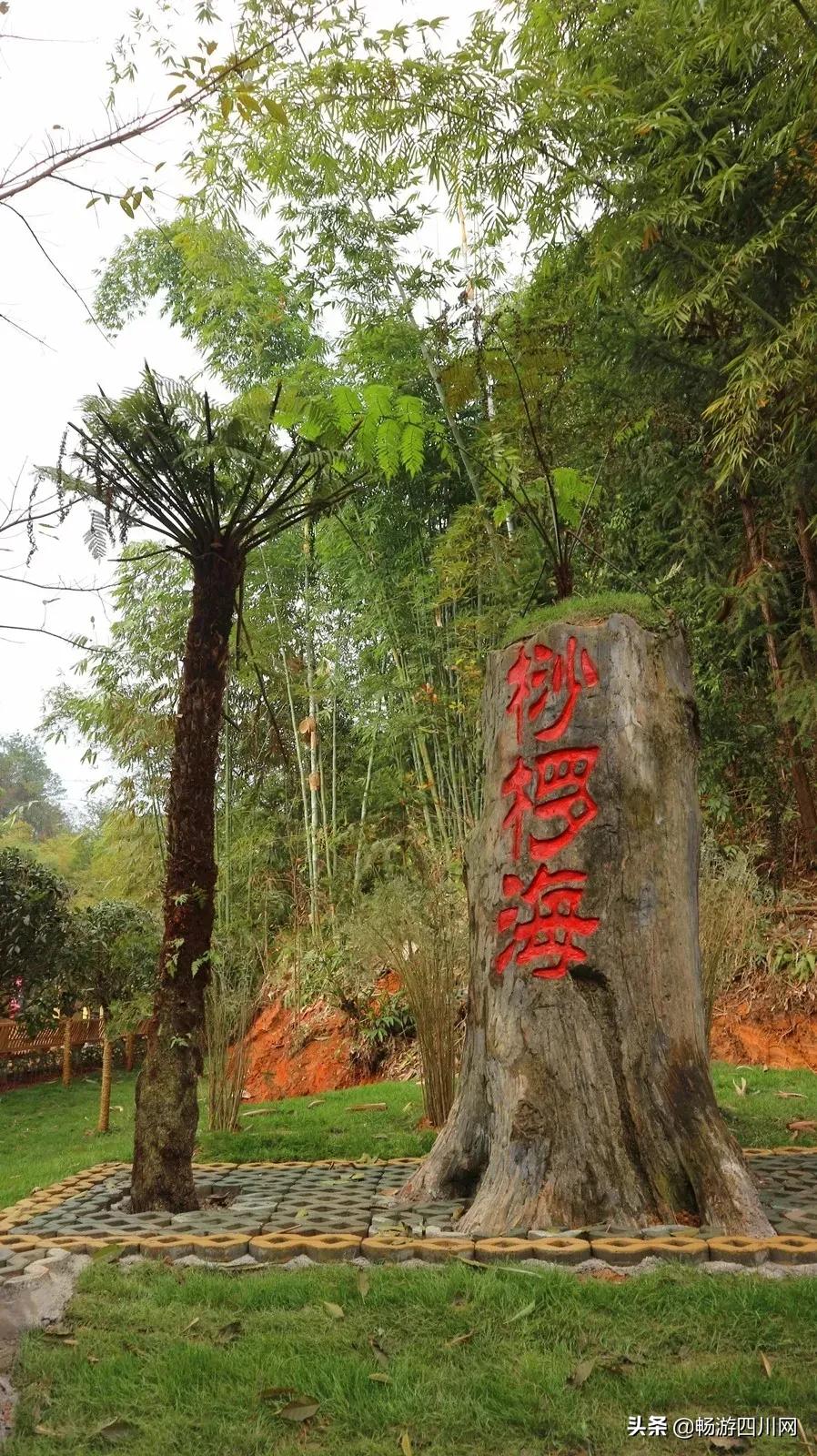 四川发现桫椤群,宜宾发现桫椤群视频