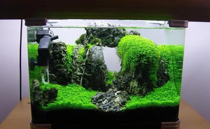 这个小缸太厉害了，佩服作者的养功