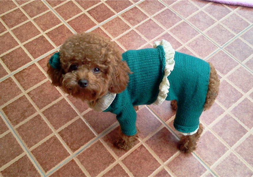 狗狗息肉不明显需要处理吗,狗狗眼睛长了息肉保守治疗