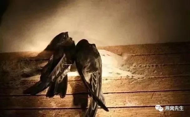 买回来的燕窝发黄了还能吃吗,燕窝饮品闻起来有一股霉味能吃吗