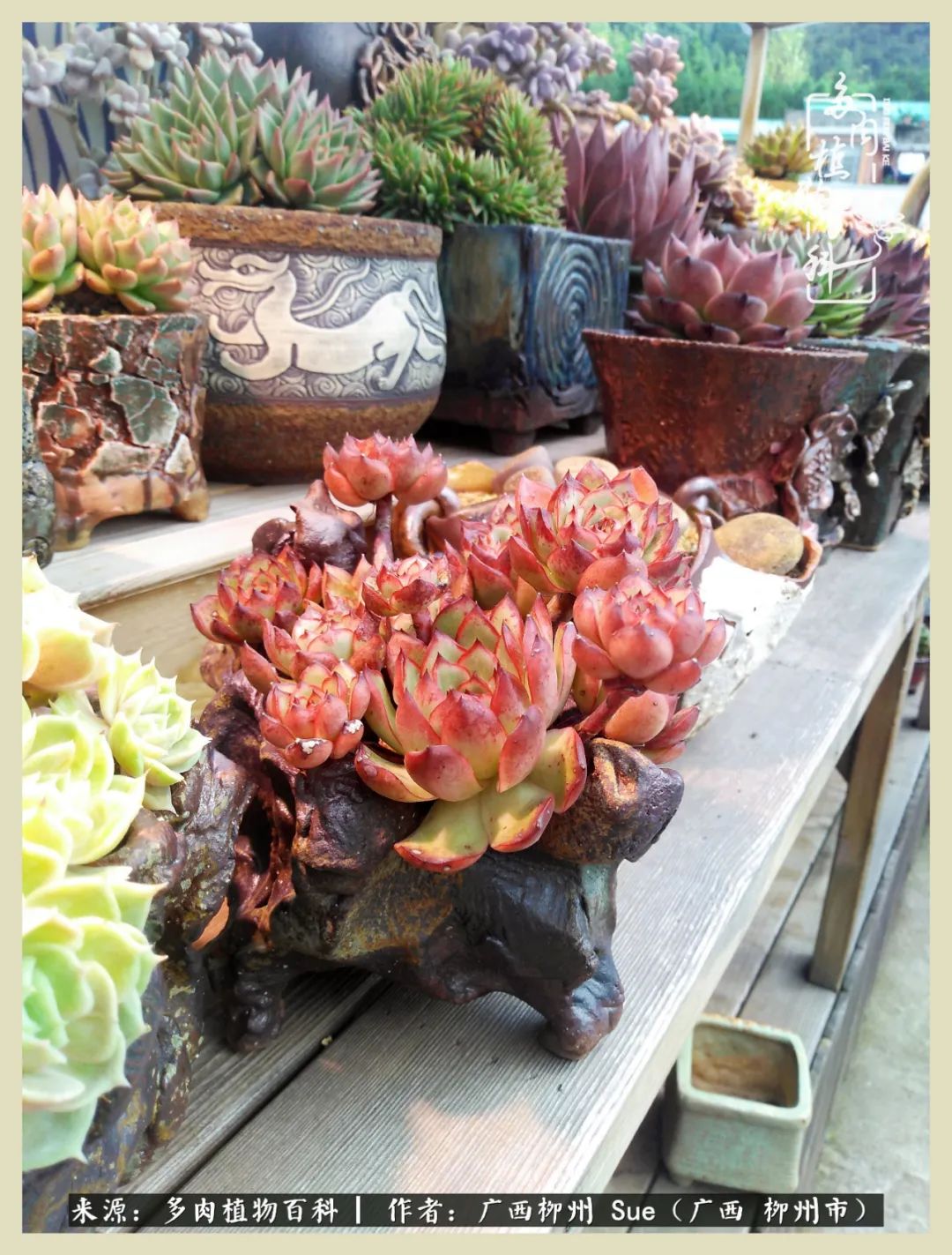 艳阳高照凉爽贵州,我要勤快地捕捉美好!(二)