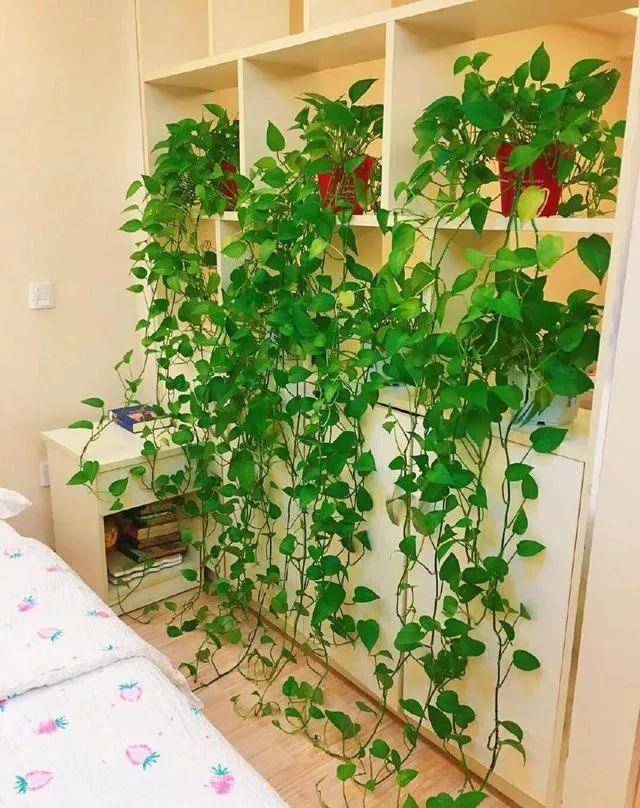 怎么制作水养绿萝的营养剂,养绿萝用专业营养液还是自制的好