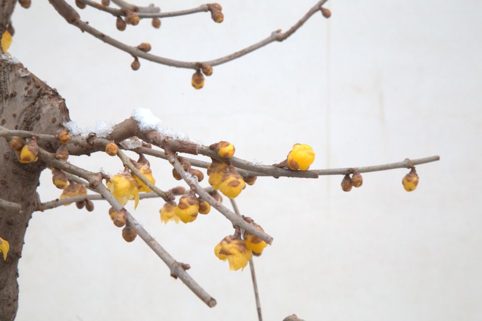 许昌鄢陵腊梅,许昌蜡梅