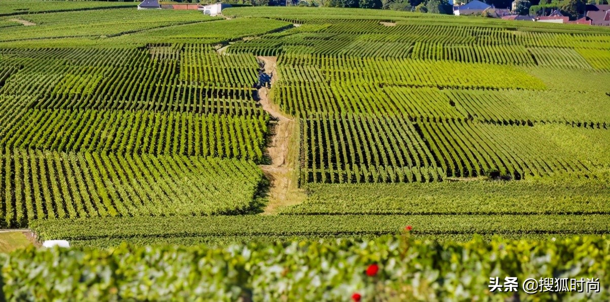 网友爆料王思聪夜店一晚消费30万,王思聪夜店花费4亿人民币