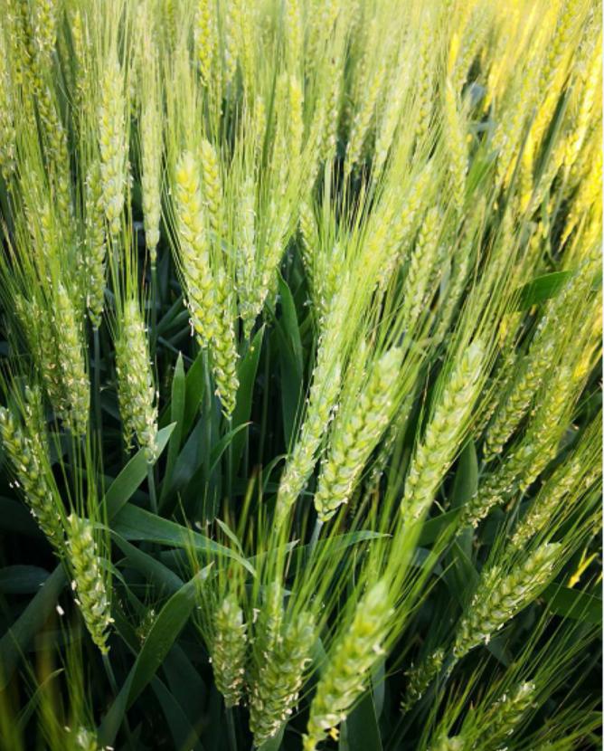 小麦抽穗不正常怎么办,小麦抽穗不齐有的大有的小