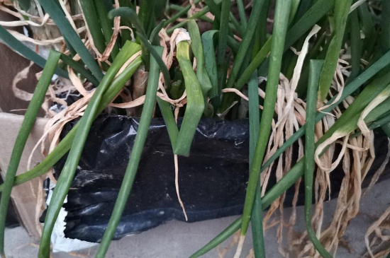 小葱叶发黄小妙招,小葱叶发黄枯萎是什么原因