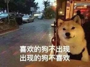 时尚的网络潮语,2019当下最潮的流行语