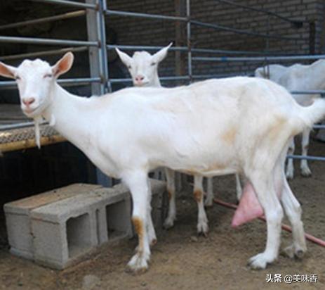 养羊夏天怎么防蚊虫,养羊平时要不要保健