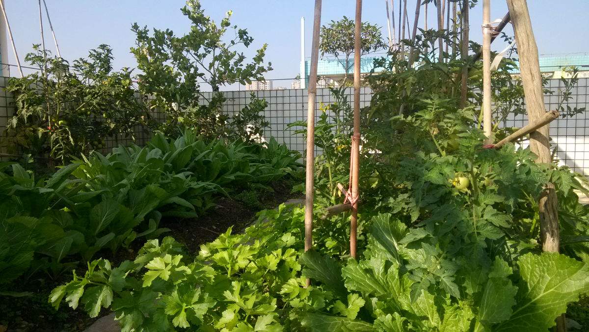 下沉式庭院的房子值得买吗,一楼带花园和地下室及下沉式庭院