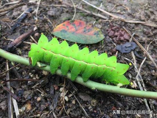 蓝莓常见虫害,蓝莓虫害及防治措施怎么写