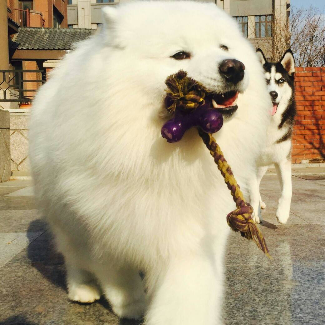 狗狗体内外驱虫什么药比较好,狗狗驱虫体内体外一起驱虫吗