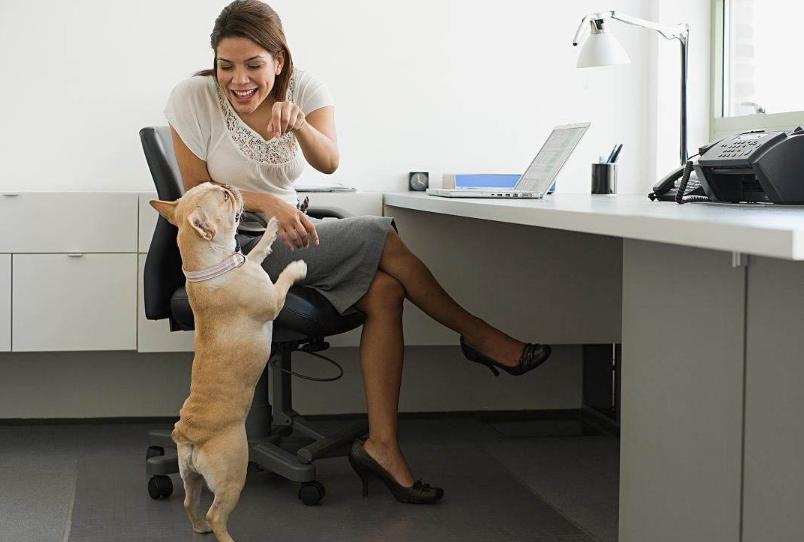 法斗犬喜欢叫吗,法斗犬讨人嫌