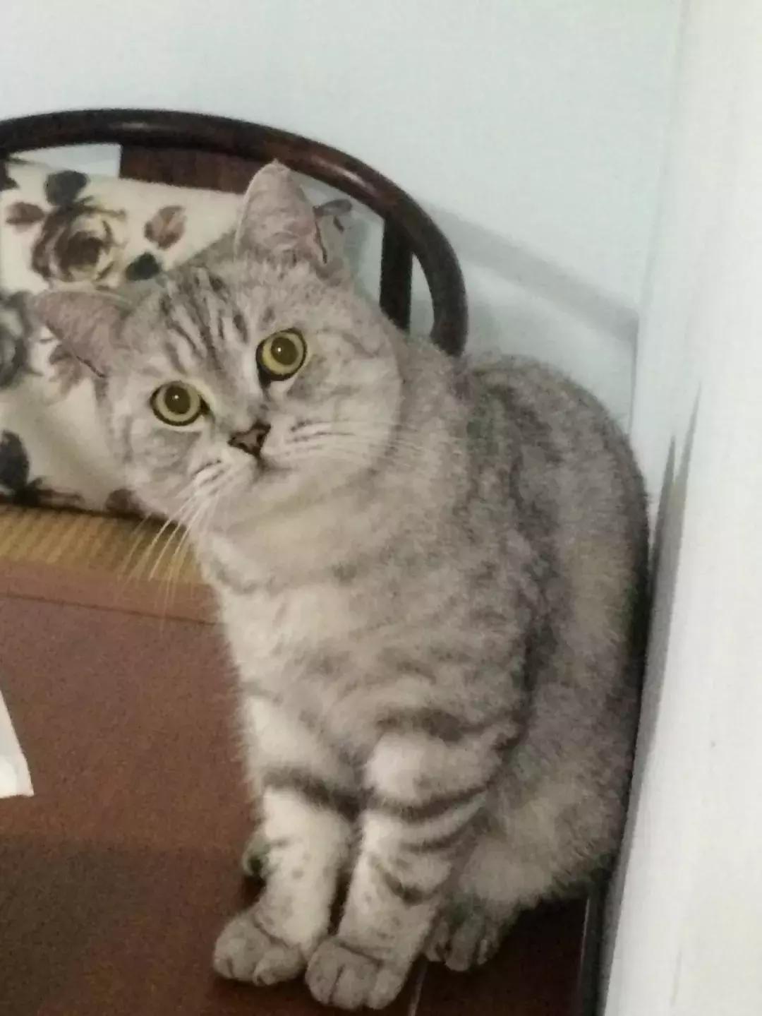 给它们一个家|线上宠物领养日,201903102