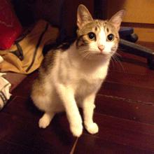 为什么挠猫咪肚皮猫咪会想咬人,摸猫咪的时候猫咪咬人啥意思