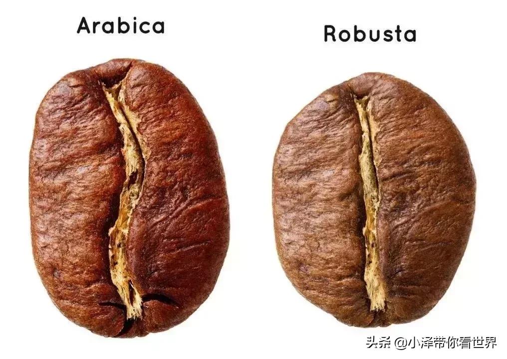 印度尼西亚猫屎咖啡工厂,印度尼西亚正宗猫屎咖啡价格