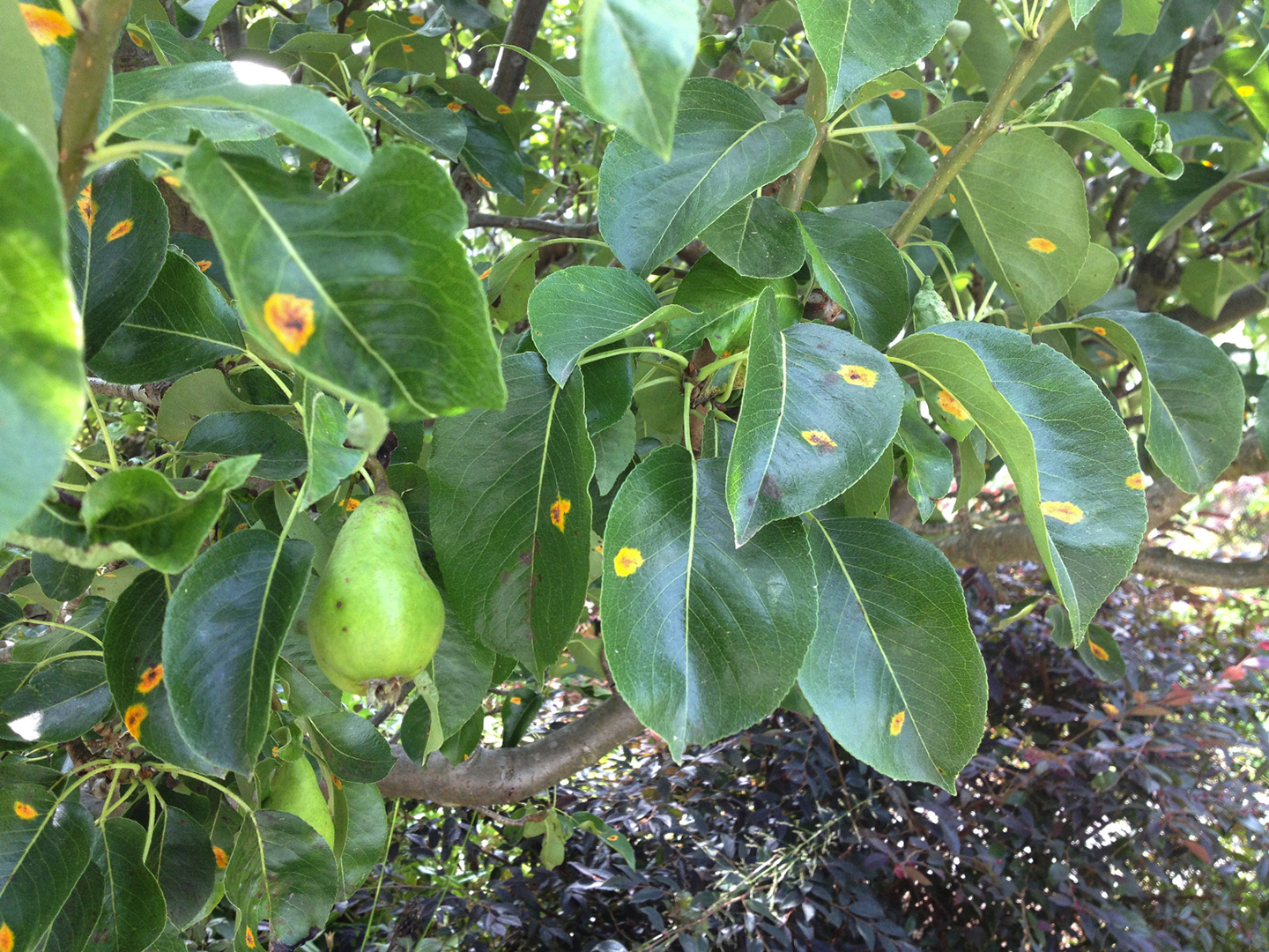 千万别大意，梨树种的好不好，病虫害防治是关键