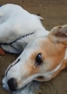 狗狗铲屎官必备小妙招,铲屎官必学的宠物急救法