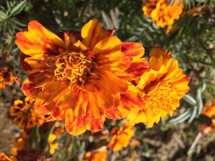 生命汇国际整合医疗｜叶黄素可以预防近视？怎么吃？