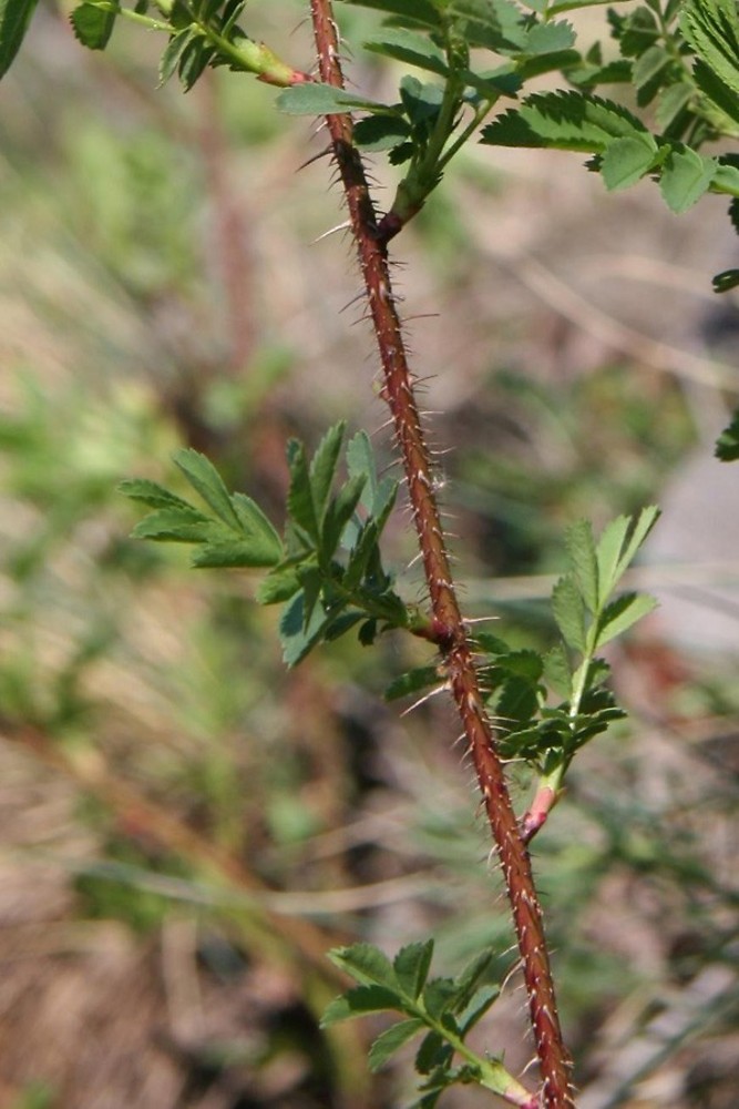 绿山墙的安妮内容概括英文,绿山墙的安妮大概解读
