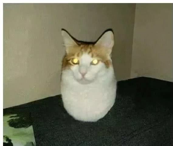 猫咪随时随地都能睡着的神奇生物,猫咪是一种特殊的液体你知道吗