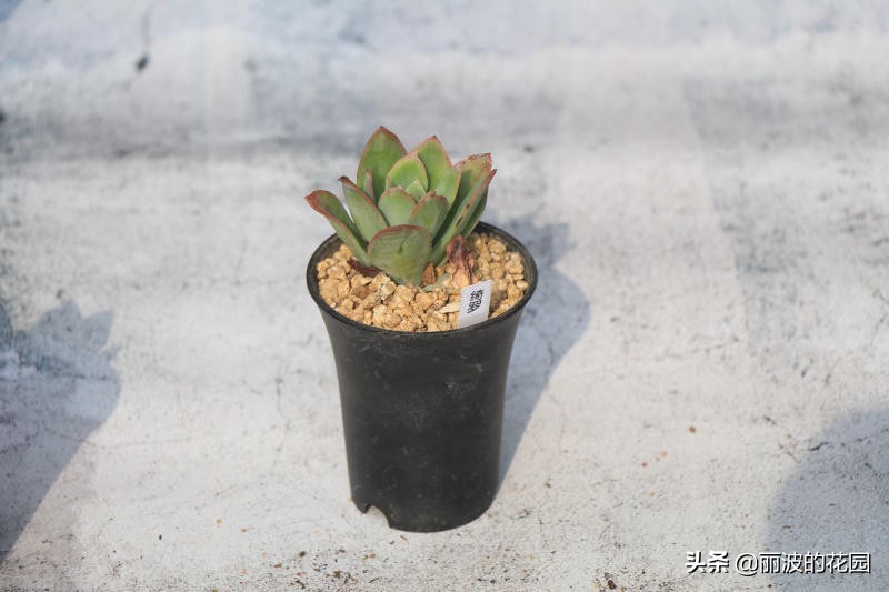 多肉植物绮罗怎么养好活,多肉绮罗怎么养才能爆盆