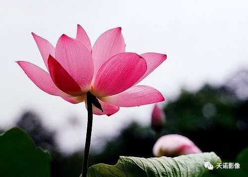 寰曞崱s2180瀹氱劍闀滃ご浠锋牸,寰曞崱m绯诲垪闀滃ご澶у叏