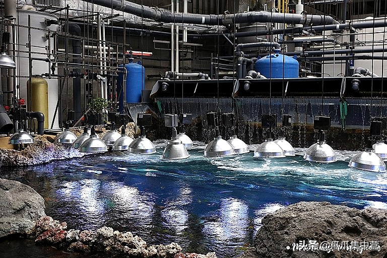 人工养殖鲨鱼死了怎么办,人工饲养虎鲸为啥短命