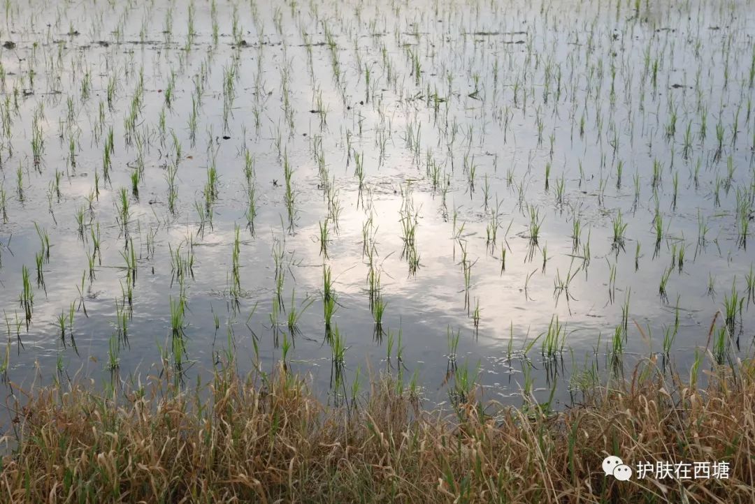 护肤品正确使用顺序图解,专家谈护肤品的正确使用方法