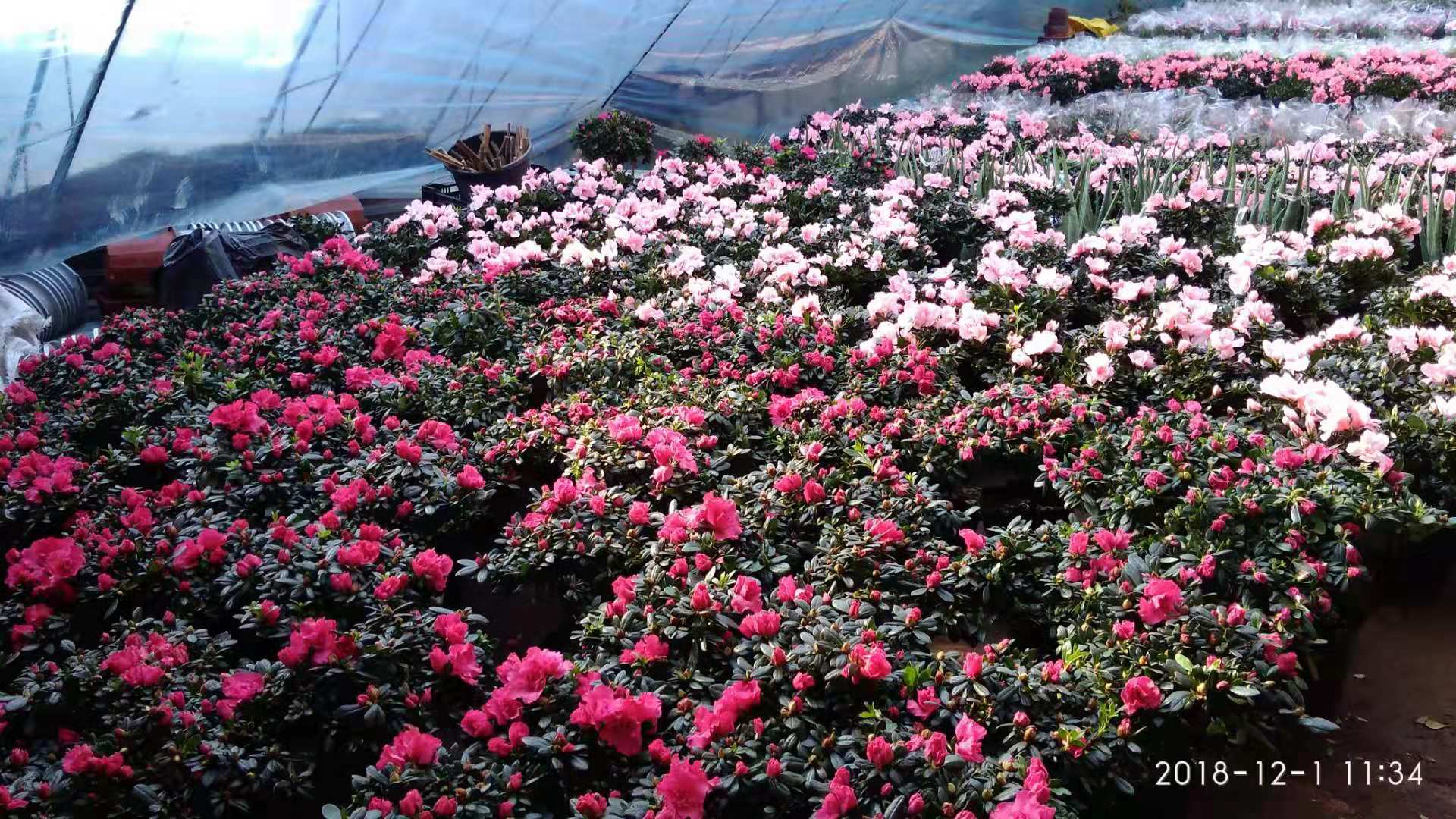 沈阳花卉市场扔花的地方,沈阳花卉市场