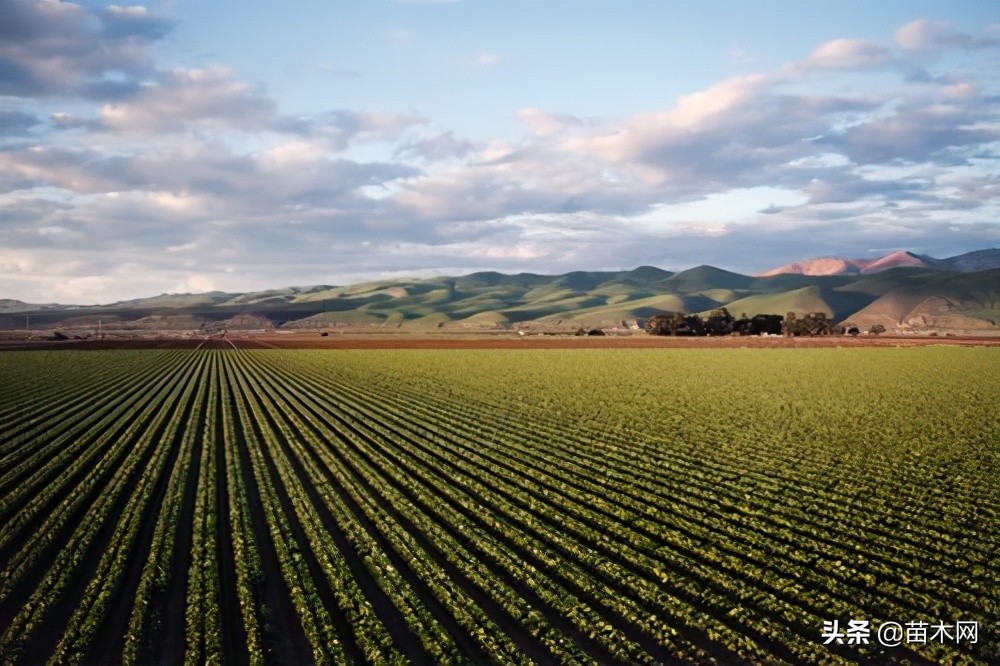 今年价格上涨的苗木,苗木人必看的苗木行情