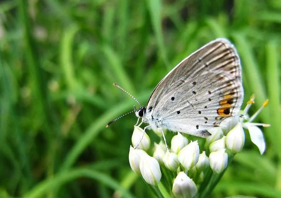 在否定句中连词用or还是用and,andorbut并列连词讲解