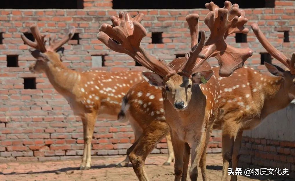 你不知道的几种烧烤,烧烤很好吃