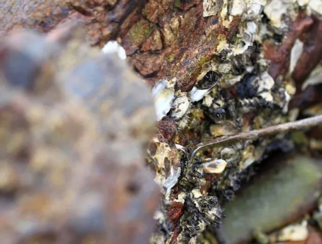 秦皇岛赶海拾贝地址免费,北海赶海挖螃蟹方法