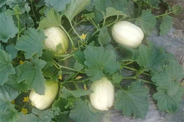 香瓜病虫害怎么防治,香瓜的病虫害防治