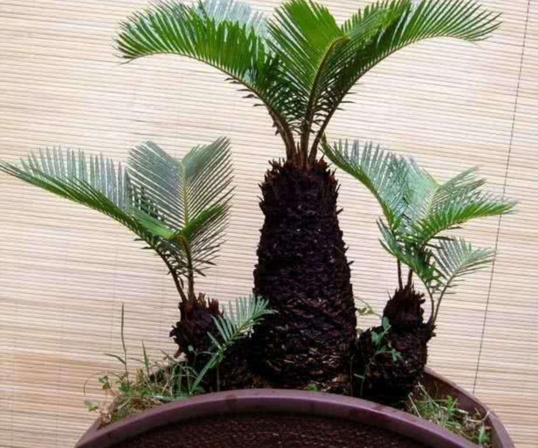 多头苏铁盆景图片大全欣赏,苏铁盆景养殖方法大全